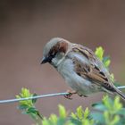 Spatz / sparrow