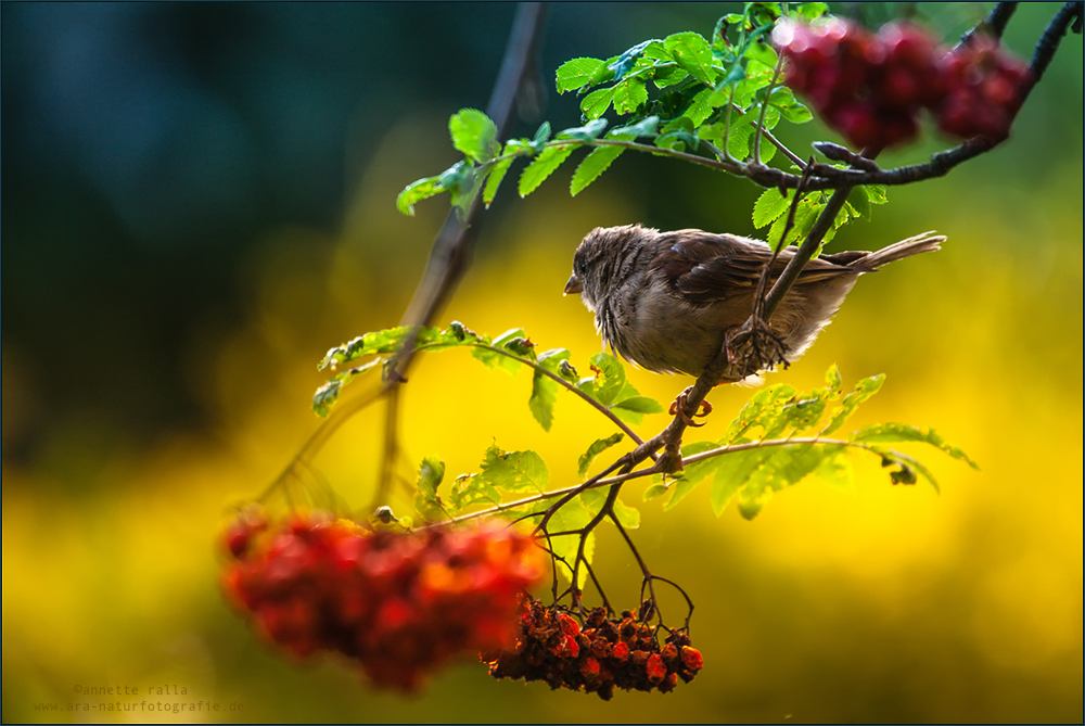 Spatz Sperling Haussperling