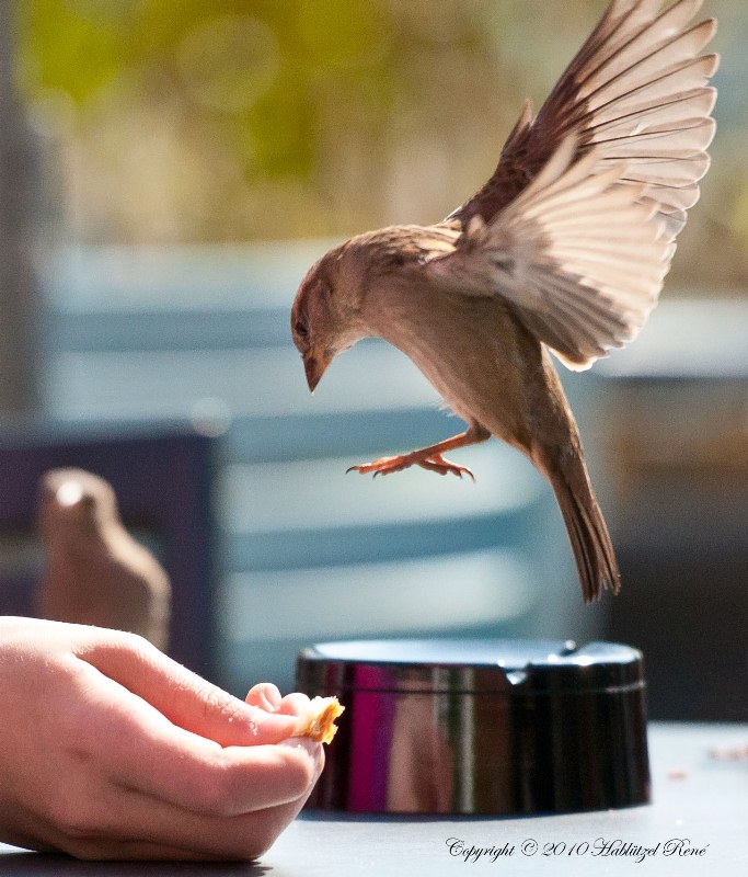 Spatz (Sperrling) am Futter