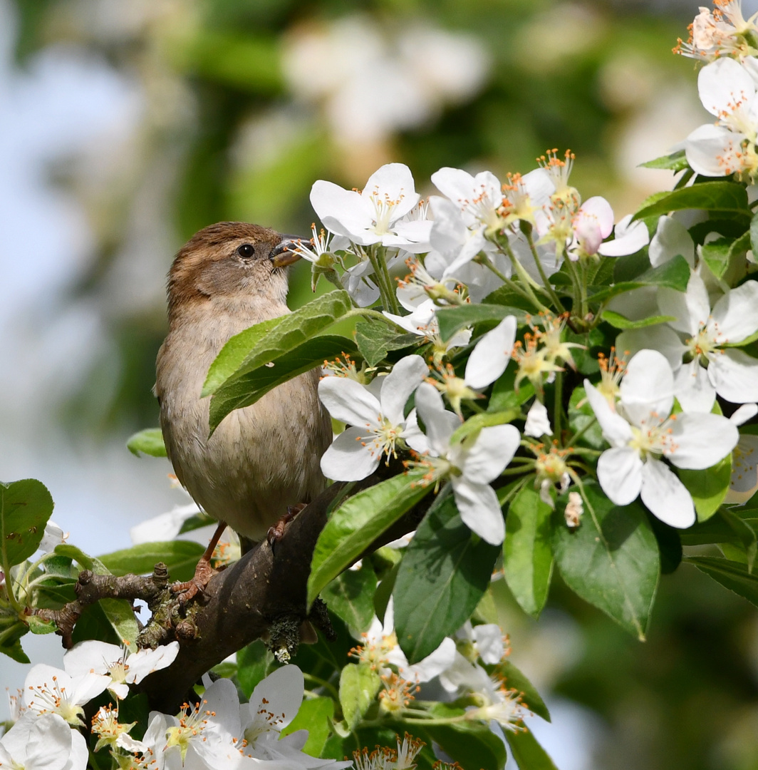 Spatz und Blüte 