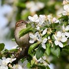 Spatz und Blüte 