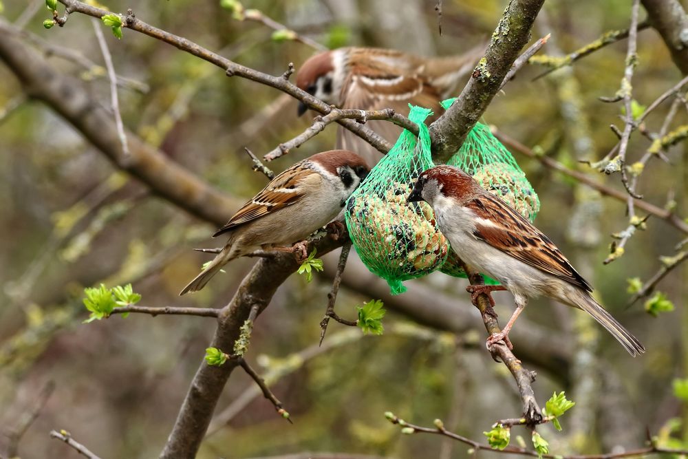 "Spatz und CO ist dankbar"