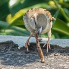 Spatz und der Kampf mit dem Regenwurm