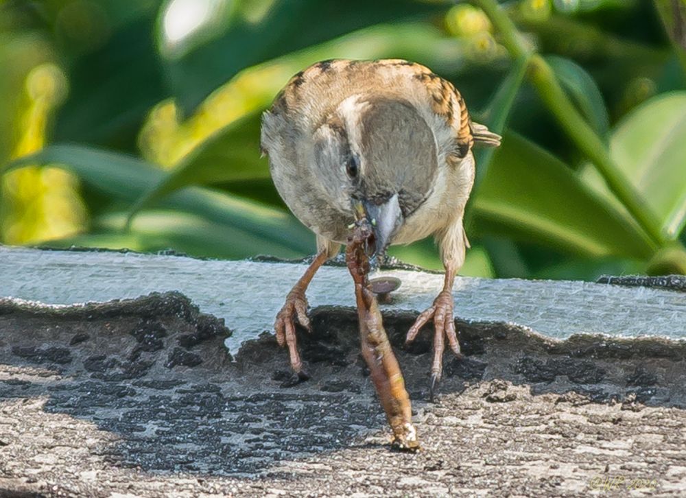 Spatz und der Kampf mit dem Regenwurm