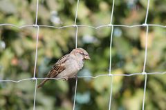 Spatz und der Maschendrahtzaun