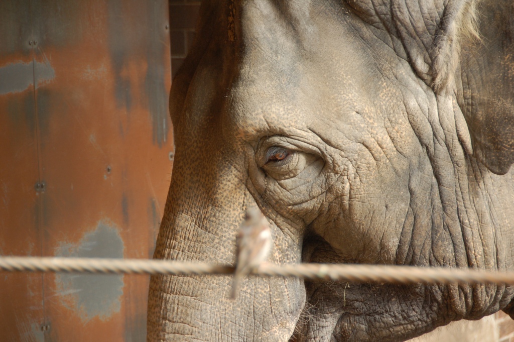 Spatz und Elefant