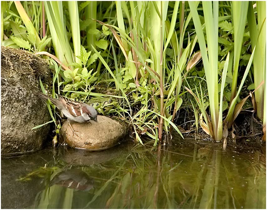 Spatz und Frosch...