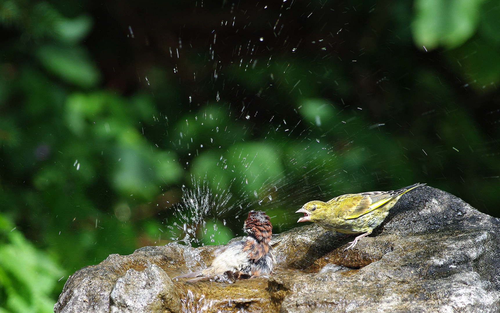 Spatz und Grünfink