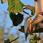 Spatz und Kleiber