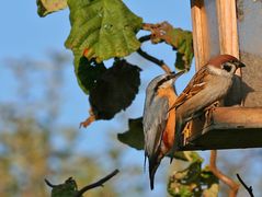 Spatz und Kleiber