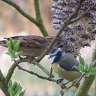 Spatz und Kohlmeise - es reicht für Beide