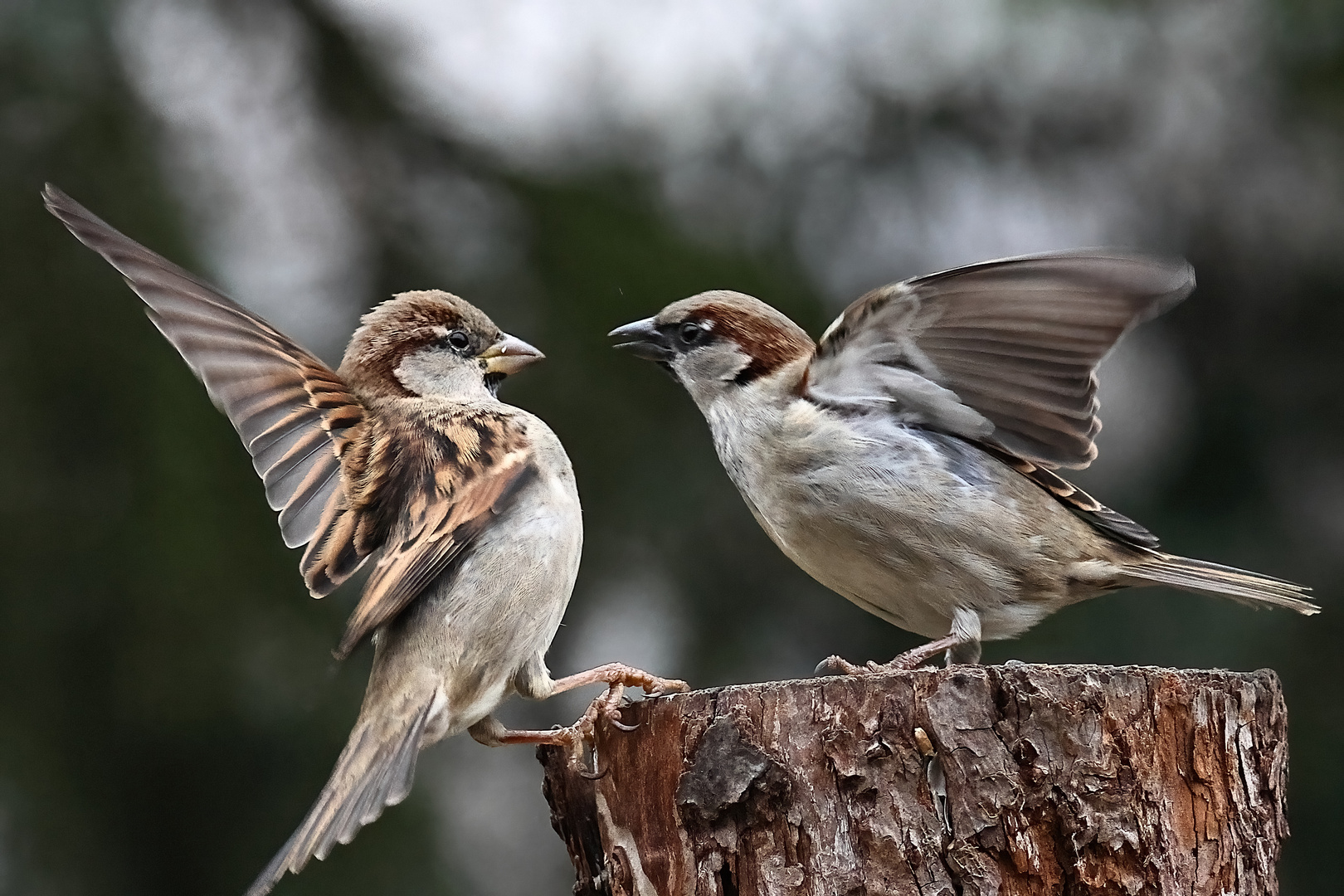 Spatz und Spätzin