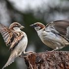 Spatz und Spätzin