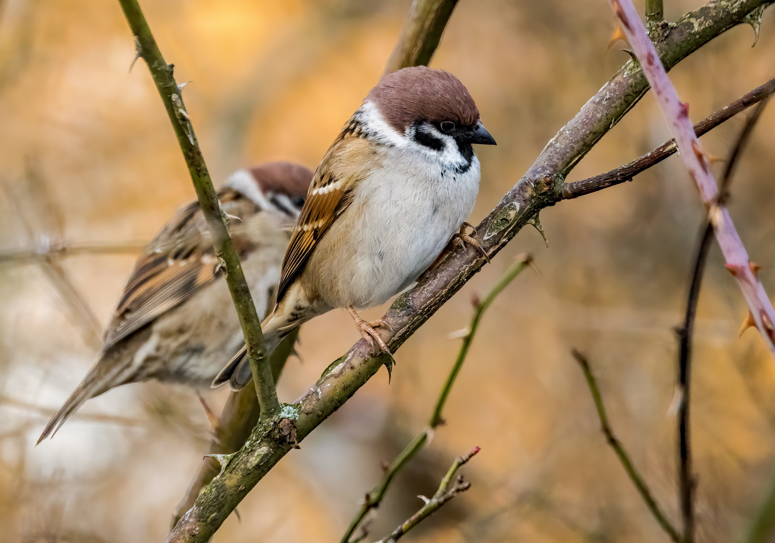 "SPATZ und SPATZ"