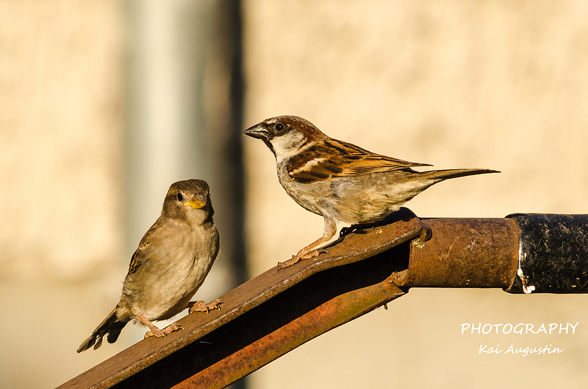 Spatz und Spatzi auf der Schubkarre