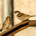 Spatz und Spatzi auf der Schubkarre