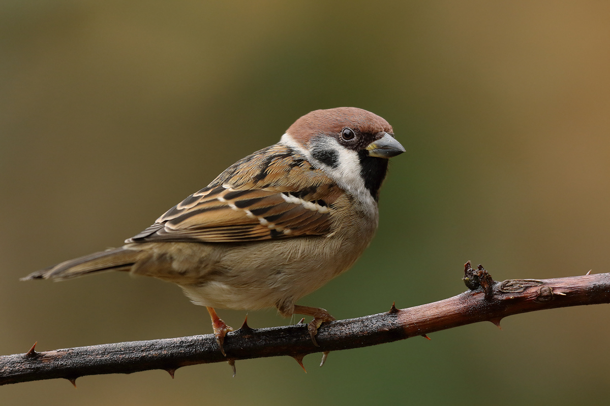 Spatz vom Felde