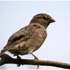 Spatz vom Zellersee