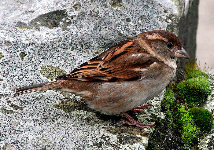 Spatz von Berlin