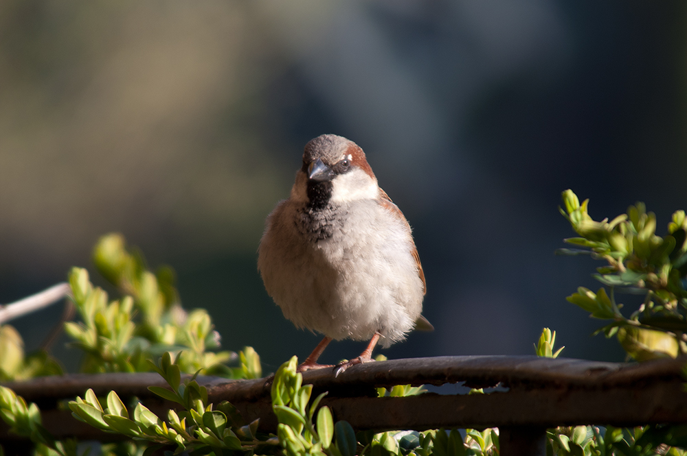 Spatz von Bern