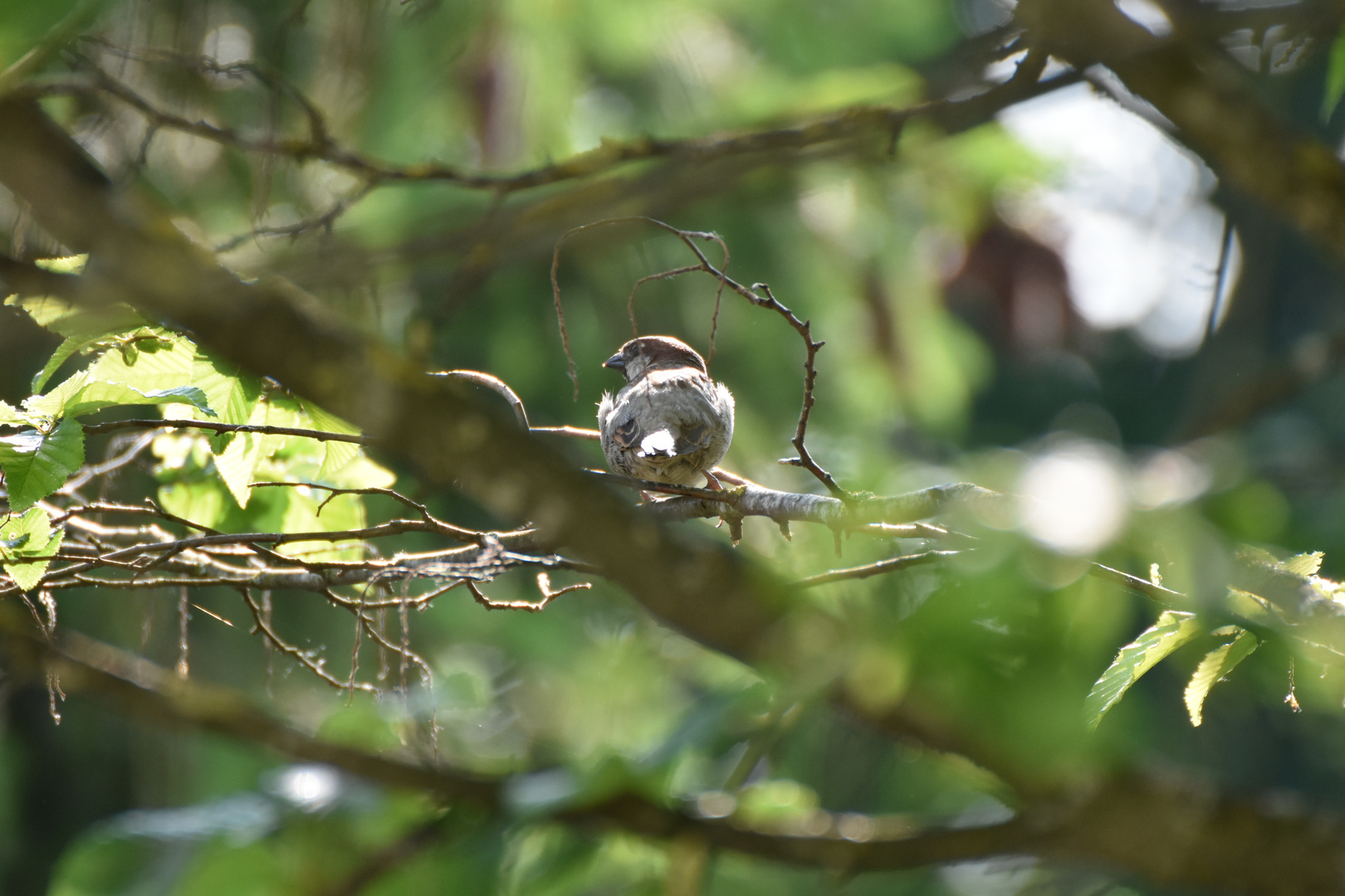 Spatz von hinten