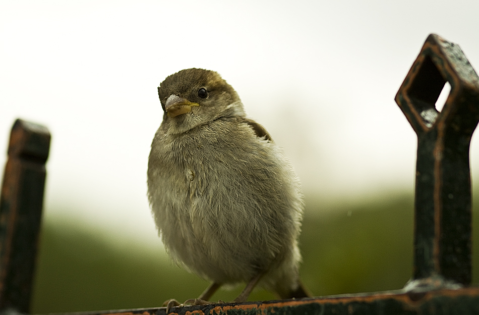 Spatz von Paris