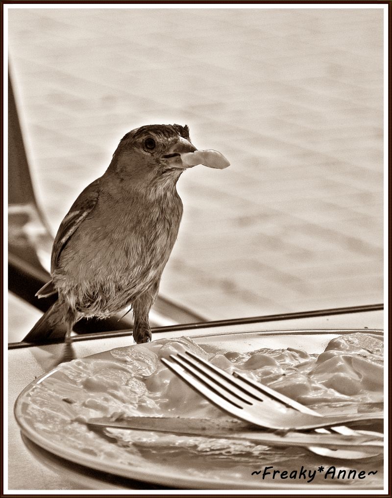 Spatz vs Kartoffelsalat