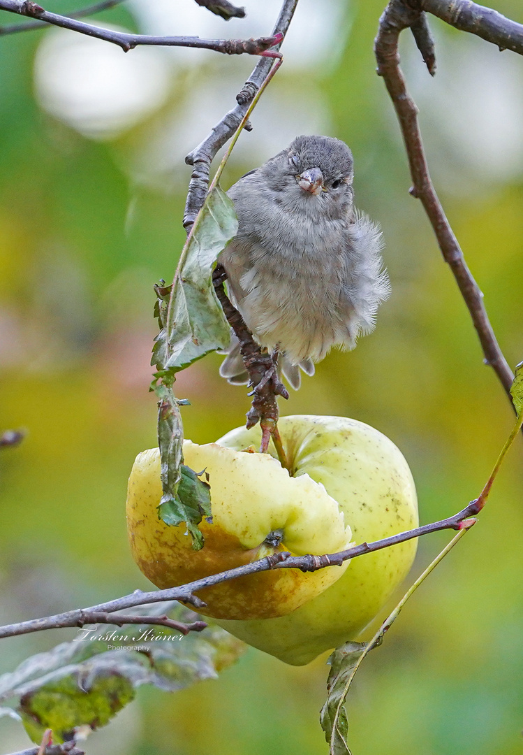 Spatz zwinkert mir zu …