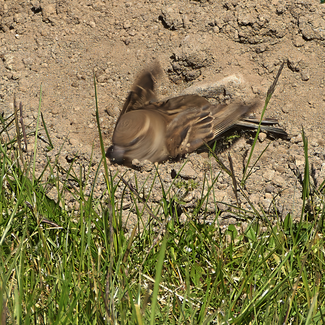 spatz_beim_sandbaden