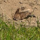 spatz_beim_sandbaden