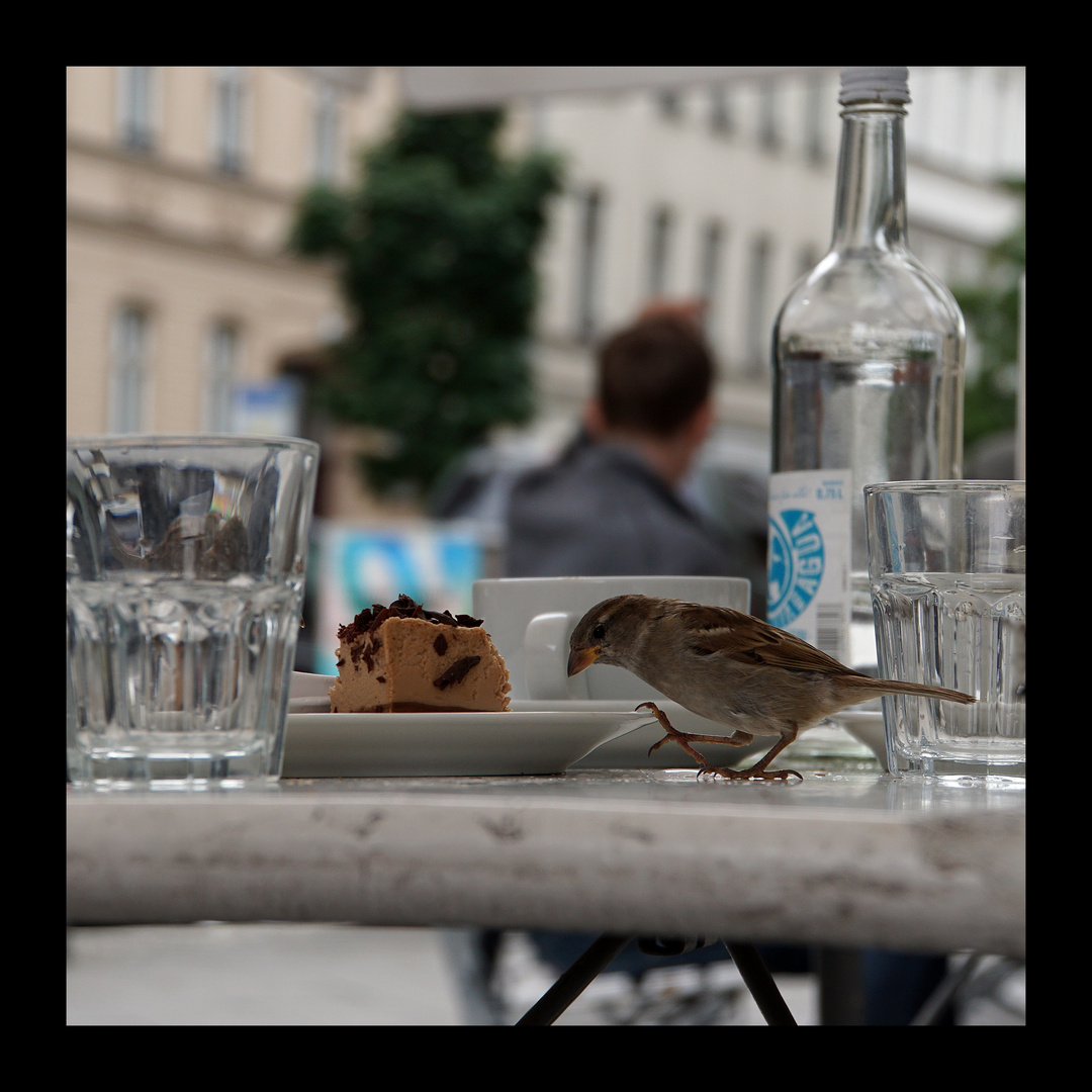 Spatz_Berlin_170624