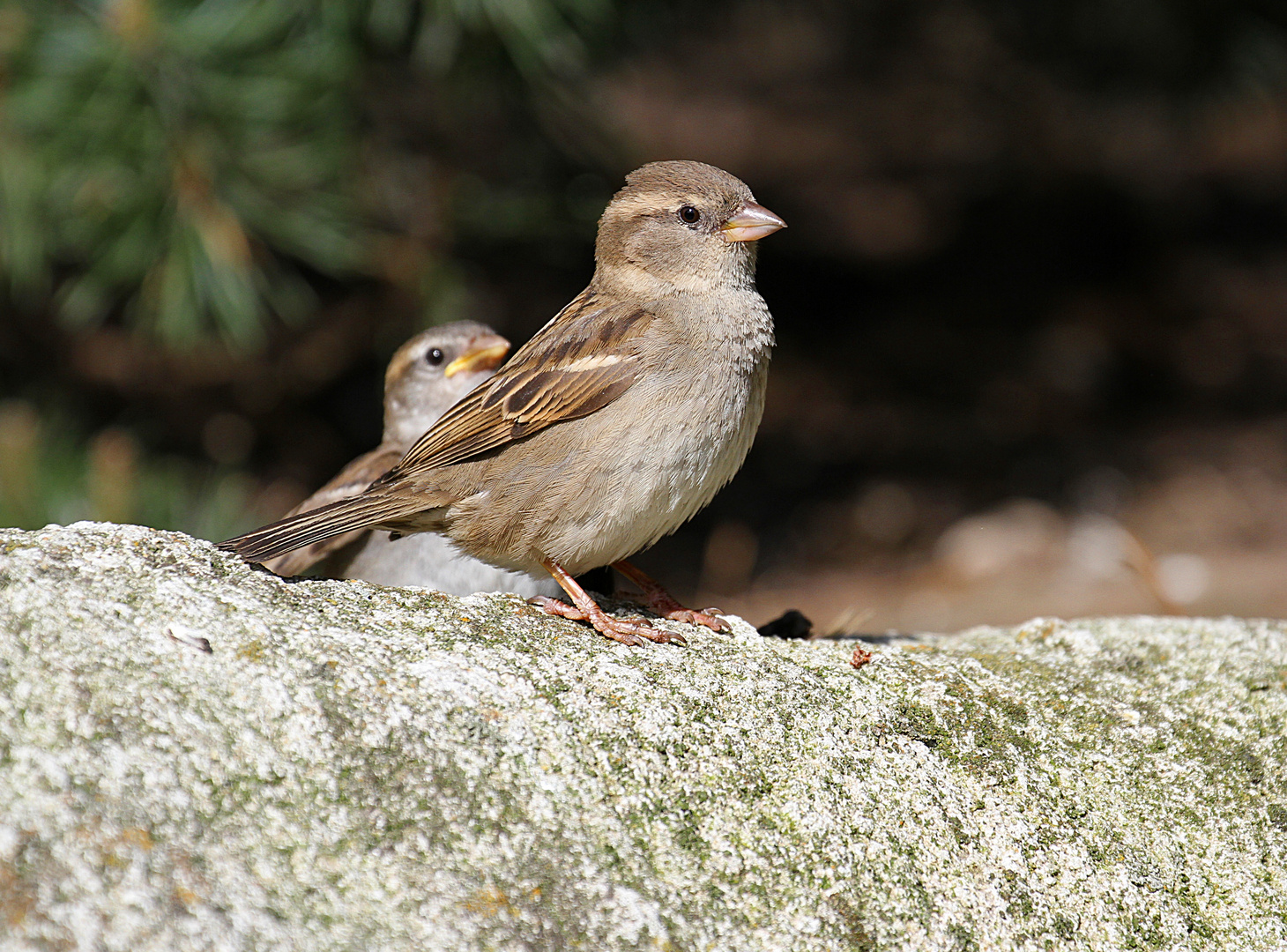 Spatzen&hellip; Foto & Bild | tiere, wildlife, wild lebende vögel Bilder auf