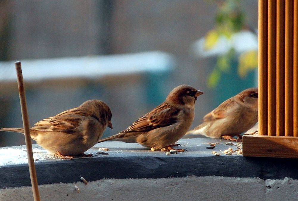 Spatzen am Futterhäuschen