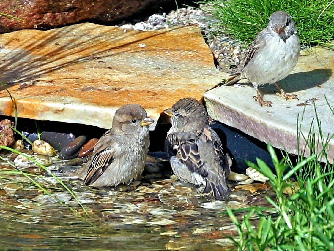 Spatzen am Gartenteich 2