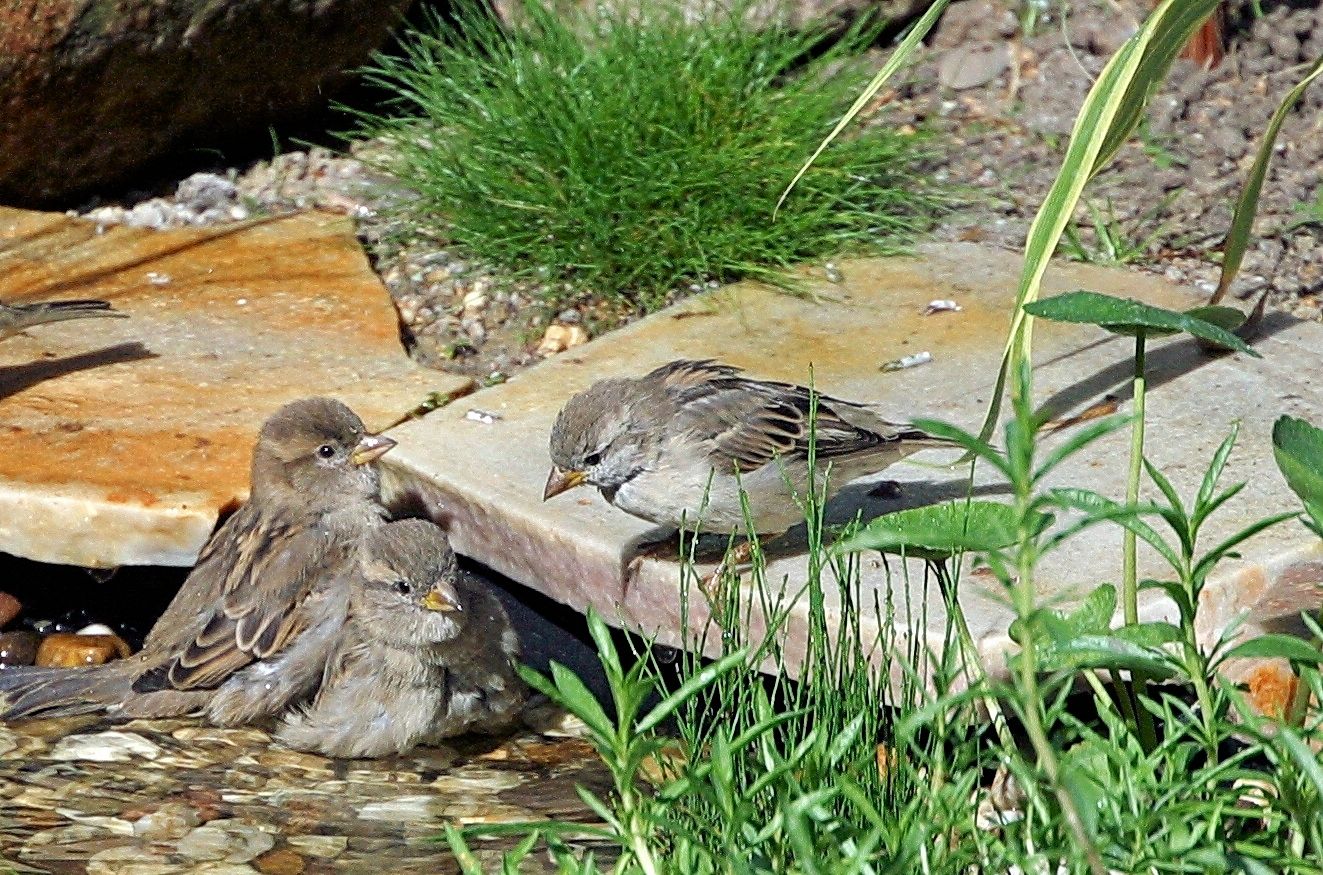 Spatzen am Gartenteich 3