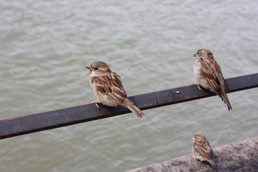 Spatzen am Rhein