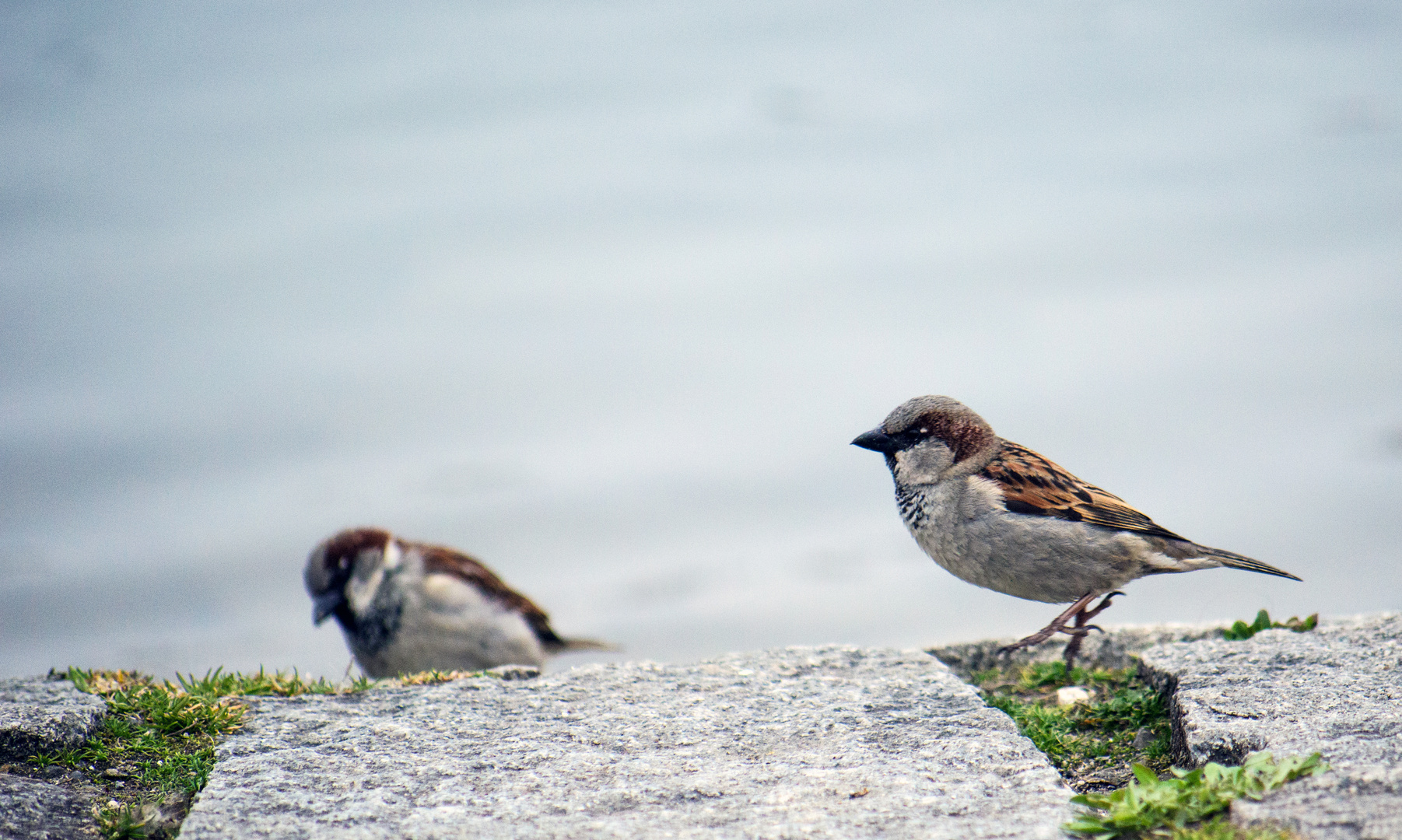 Spatzen am Ufer