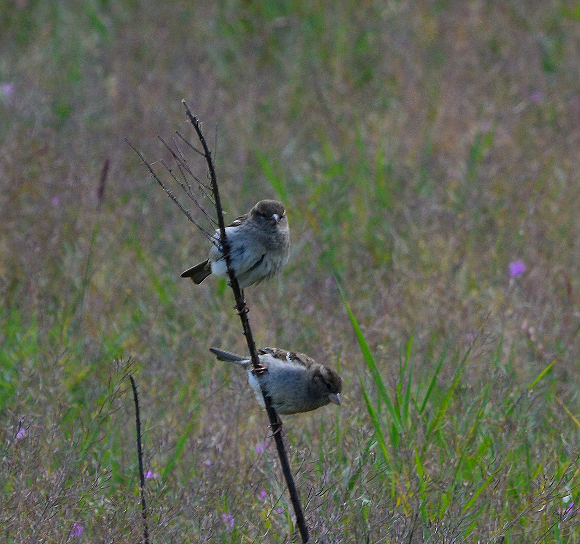 spatzen auf dem feld