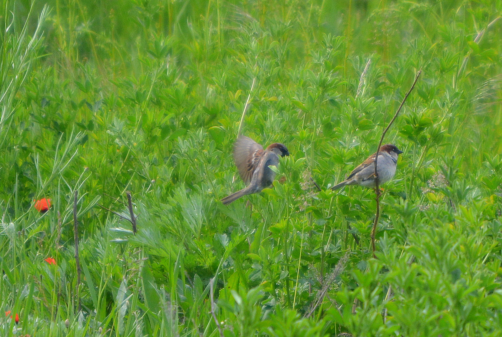 spatzen auf dem feld