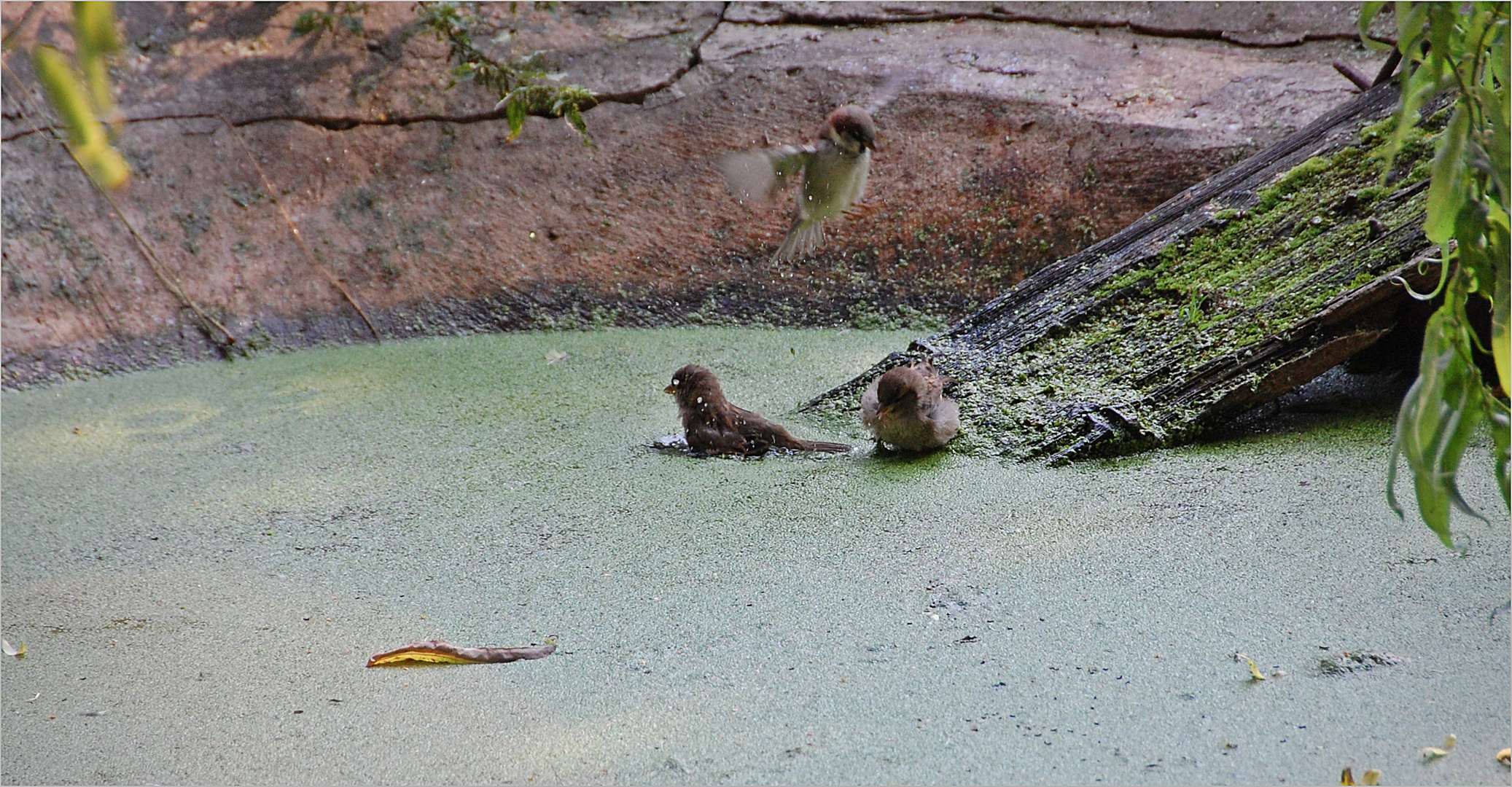 Spatzen baden  in Entengrütze