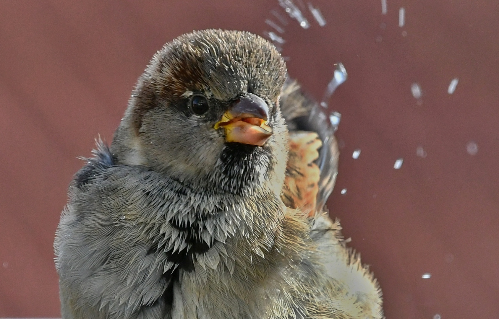 Spatzen Badetag Nr. 1