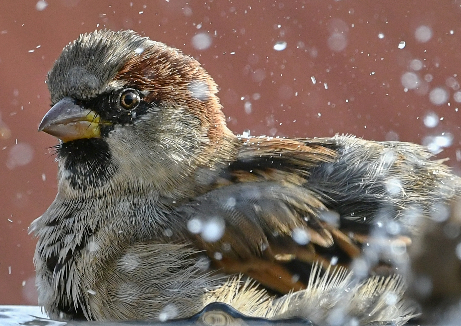 Spatzen Badetag Nr. 2