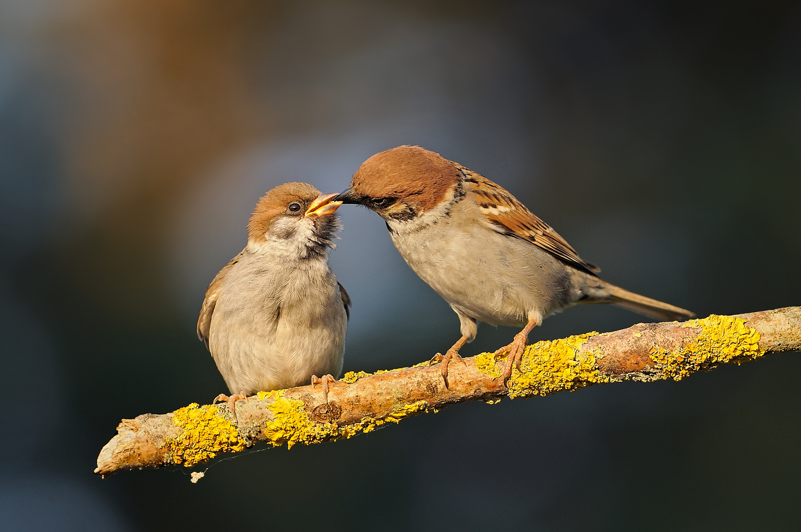 Spatzen Foto & Bild | tiere, wildlife, wild lebende vögel Bilder auf