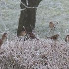 Spatzen bei der Futtersuche