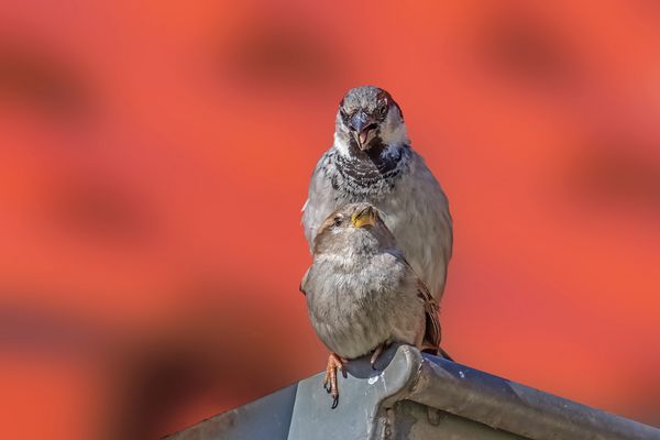 Spatzen bei der Spätzle Produktion