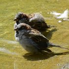 Spatzen beim Baden