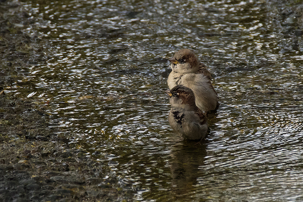 Spatzen beim Baden