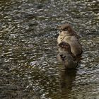 Spatzen beim Baden