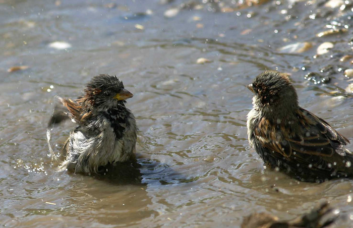 Spatzen beim baden.