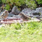 Spatzen beim erfrischendem Wasserbad